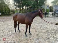 4YO MARE 15.2HH - 67