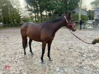 4YO MARE 15.2HH - 68