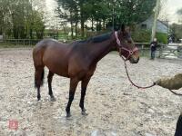 4YO MARE 15.2HH - 69