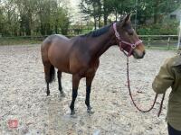 4YO MARE 15.2HH - 70