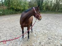 4YO MARE 15.2HH - 71