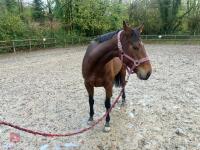 4YO MARE 15.2HH - 72