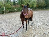 4YO MARE 15.2HH - 73