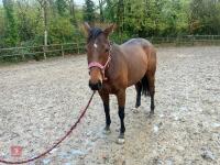 4YO MARE 15.2HH - 74