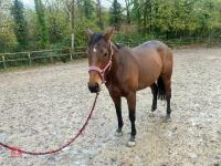 4YO MARE 15.2HH - 75