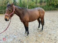 4YO MARE 15.2HH - 77
