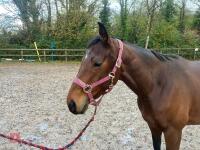 4YO MARE 15.2HH - 78