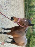 4YO MARE 15.2HH - 79