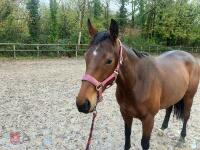 4YO MARE 15.2HH - 80