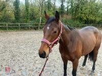4YO MARE 15.2HH - 81