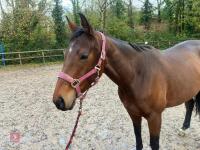 4YO MARE 15.2HH - 83