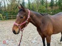 4YO MARE 15.2HH - 84