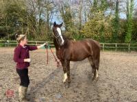 RISING 10YO BROOD MARE & FOAL AT FOOT - BIDS PER GROUP