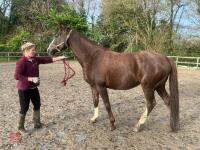 RISING 10YO BROOD MARE & FOAL AT FOOT - BIDS PER GROUP - 3