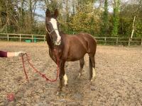 RISING 10YO BROOD MARE & FOAL AT FOOT - BIDS PER GROUP - 5
