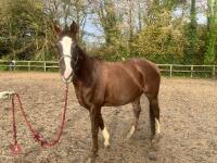 RISING 10YO BROOD MARE & FOAL AT FOOT - BIDS PER GROUP - 6