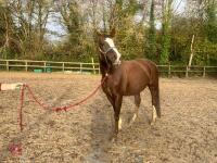 RISING 10YO BROOD MARE & FOAL AT FOOT - BIDS PER GROUP - 8