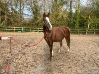 RISING 10YO BROOD MARE & FOAL AT FOOT - BIDS PER GROUP - 9