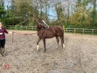 RISING 10YO BROOD MARE & FOAL AT FOOT - BIDS PER GROUP - 10