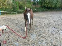 RISING 10YO BROOD MARE & FOAL AT FOOT - BIDS PER GROUP - 12