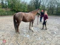 RISING 10YO BROOD MARE & FOAL AT FOOT - BIDS PER GROUP - 13