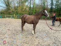 RISING 10YO BROOD MARE & FOAL AT FOOT - BIDS PER GROUP - 17