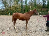 RISING 10YO BROOD MARE & FOAL AT FOOT - BIDS PER GROUP - 19