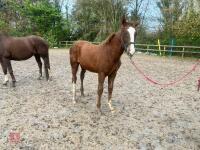 RISING 10YO BROOD MARE & FOAL AT FOOT - BIDS PER GROUP - 22