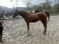 RISING 10YO BROOD MARE & FOAL AT FOOT - BIDS PER GROUP - 27