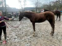 RISING 10YO BROOD MARE & FOAL AT FOOT - BIDS PER GROUP - 29