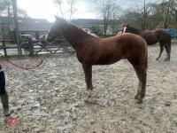 RISING 10YO BROOD MARE & FOAL AT FOOT - BIDS PER GROUP - 30