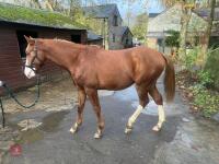 YEARLING 16.1HH CHESTNUT GELDING - 3