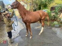 YEARLING 16.1HH CHESTNUT GELDING - 4