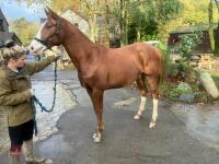YEARLING 16.1HH CHESTNUT GELDING - 6