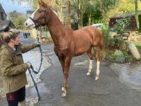 YEARLING 16.1HH CHESTNUT GELDING - 8