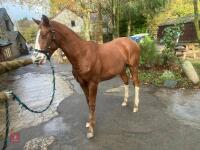 YEARLING 16.1HH CHESTNUT GELDING - 9