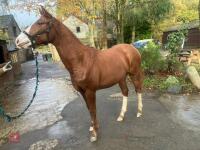 YEARLING 16.1HH CHESTNUT GELDING - 10