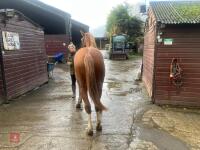 YEARLING 16.1HH CHESTNUT GELDING - 11