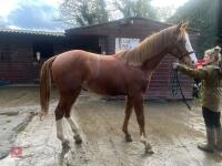 YEARLING 16.1HH CHESTNUT GELDING - 13