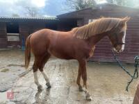 YEARLING 16.1HH CHESTNUT GELDING - 14