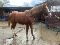 YEARLING 16.1HH CHESTNUT GELDING - 16