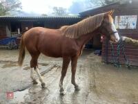 YEARLING 16.1HH CHESTNUT GELDING - 17