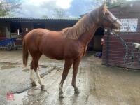 YEARLING 16.1HH CHESTNUT GELDING - 18
