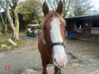 YEARLING 16.1HH CHESTNUT GELDING - 19