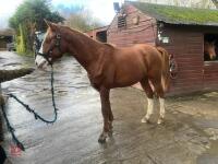 YEARLING 16.1HH CHESTNUT GELDING - 20