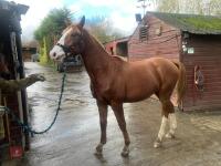 YEARLING 16.1HH CHESTNUT GELDING - 22