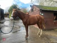 YEARLING 16.1HH CHESTNUT GELDING - 23