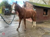 YEARLING 16.1HH CHESTNUT GELDING - 24