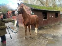 YEARLING 16.1HH CHESTNUT GELDING - 25