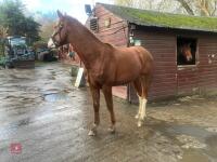 YEARLING 16.1HH CHESTNUT GELDING - 26